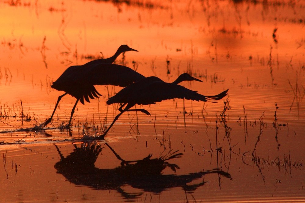Groep Canadese kraanvogels bij Bosque del Apache in New Mexico