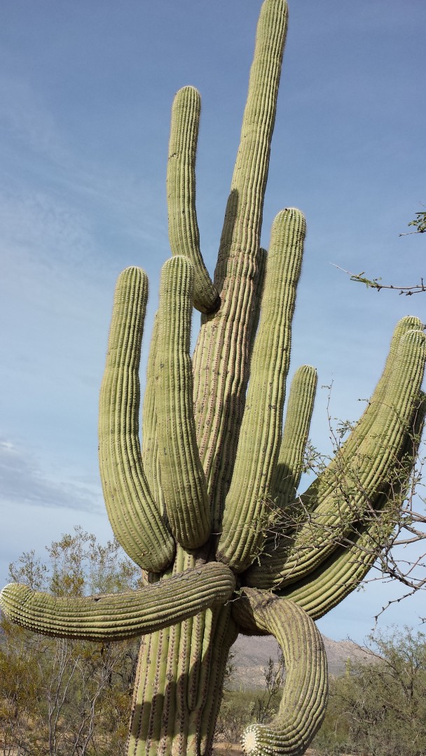 Saguaro in the Sonoran Desert of the southwestern United States