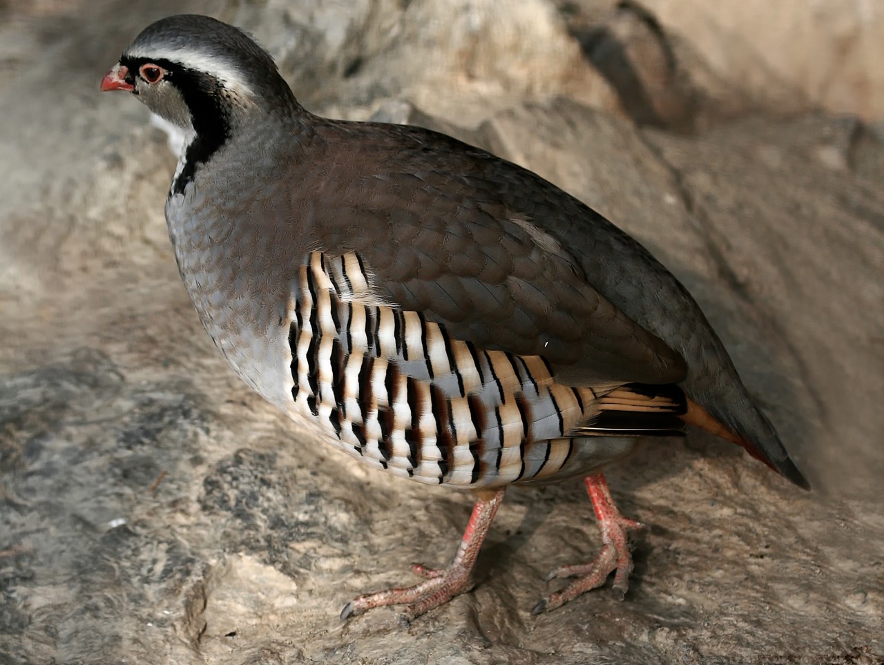 Steinhuhn an einem felsigen Hang