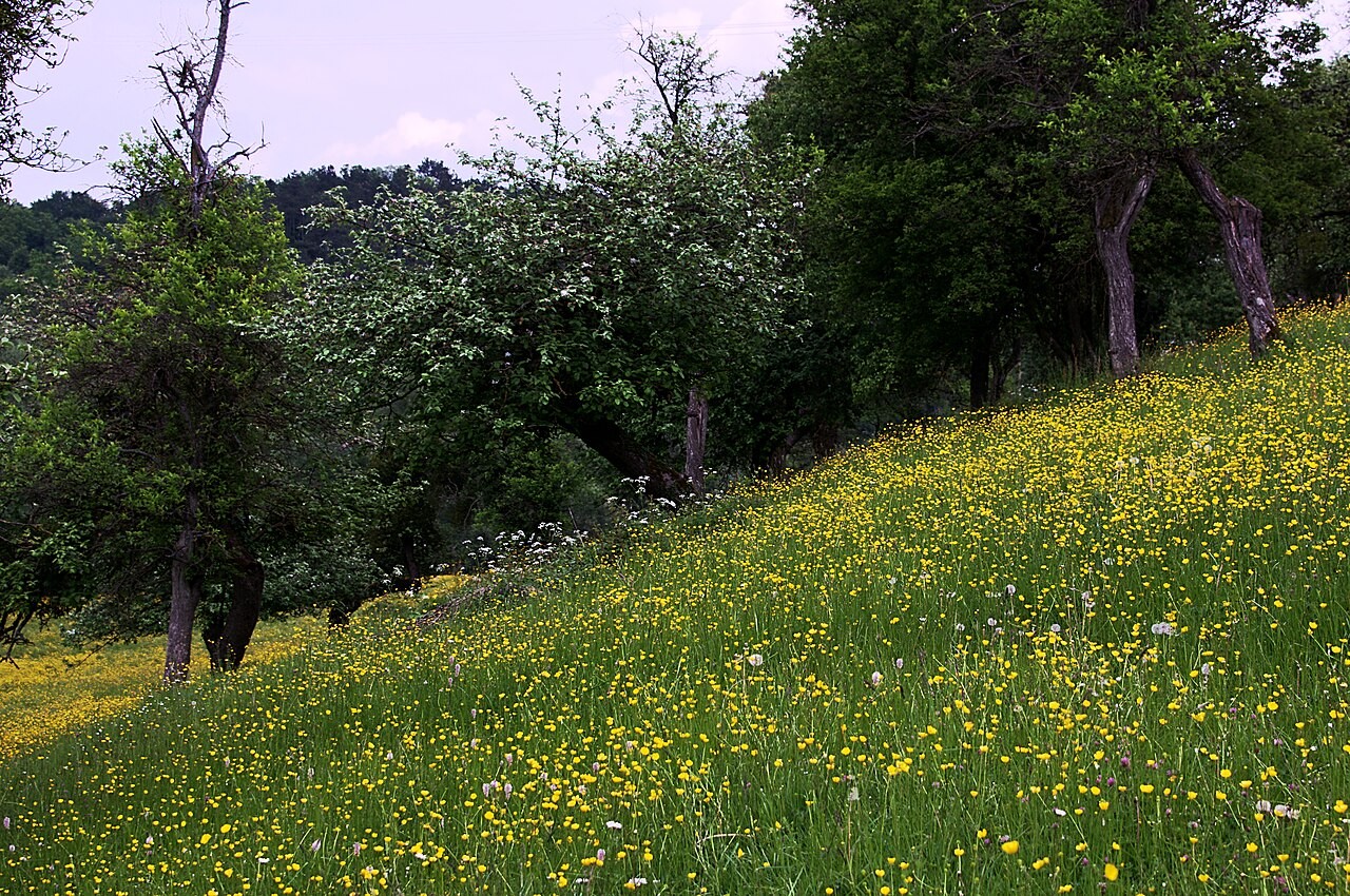 Bewaldete Flussschlucht im Naturschutzgebiet Manternacher Fiels in Luxemburg