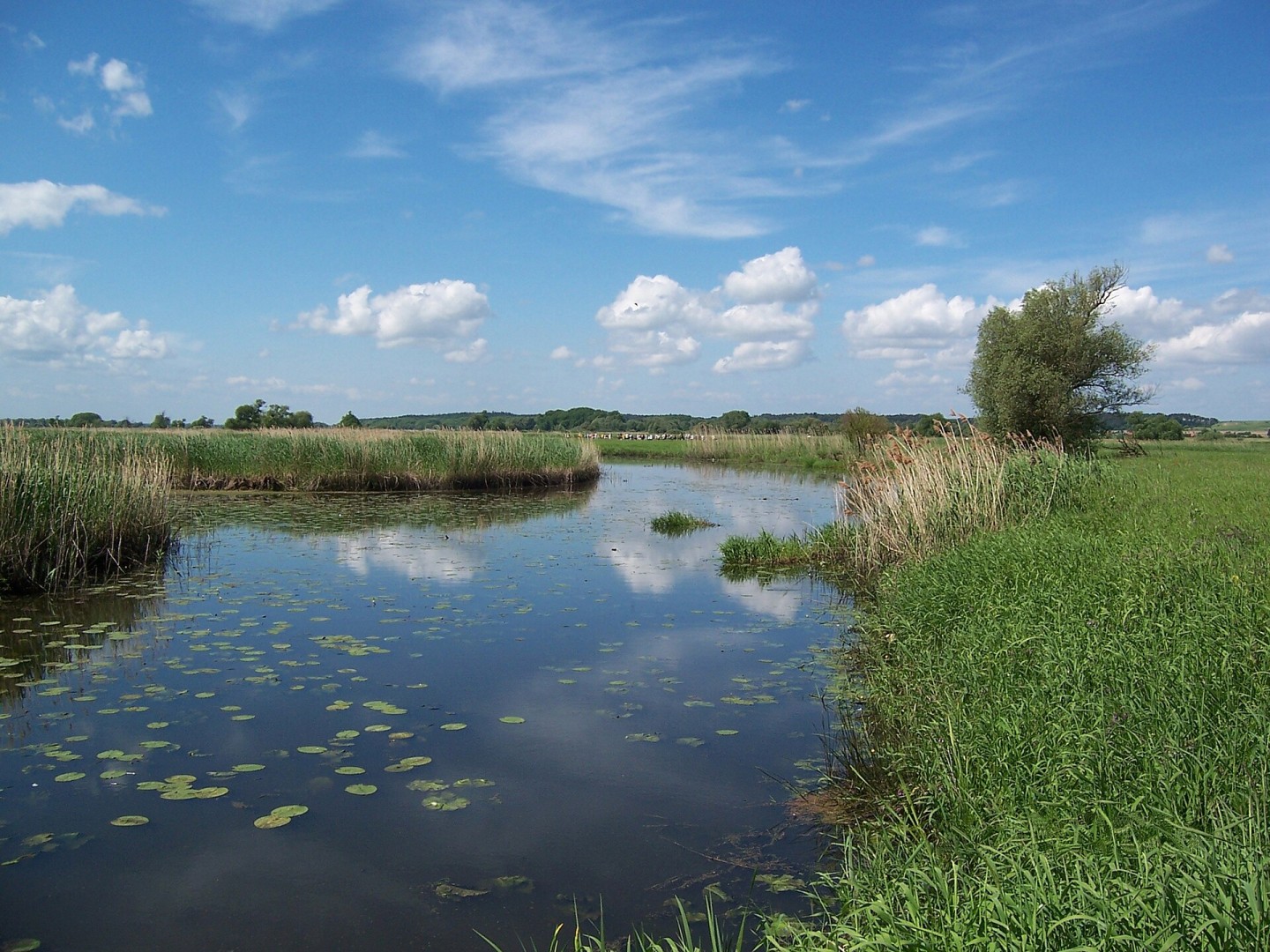 Prairies humides des plaines alluviales dans le parc national de l'Unteres Odertal