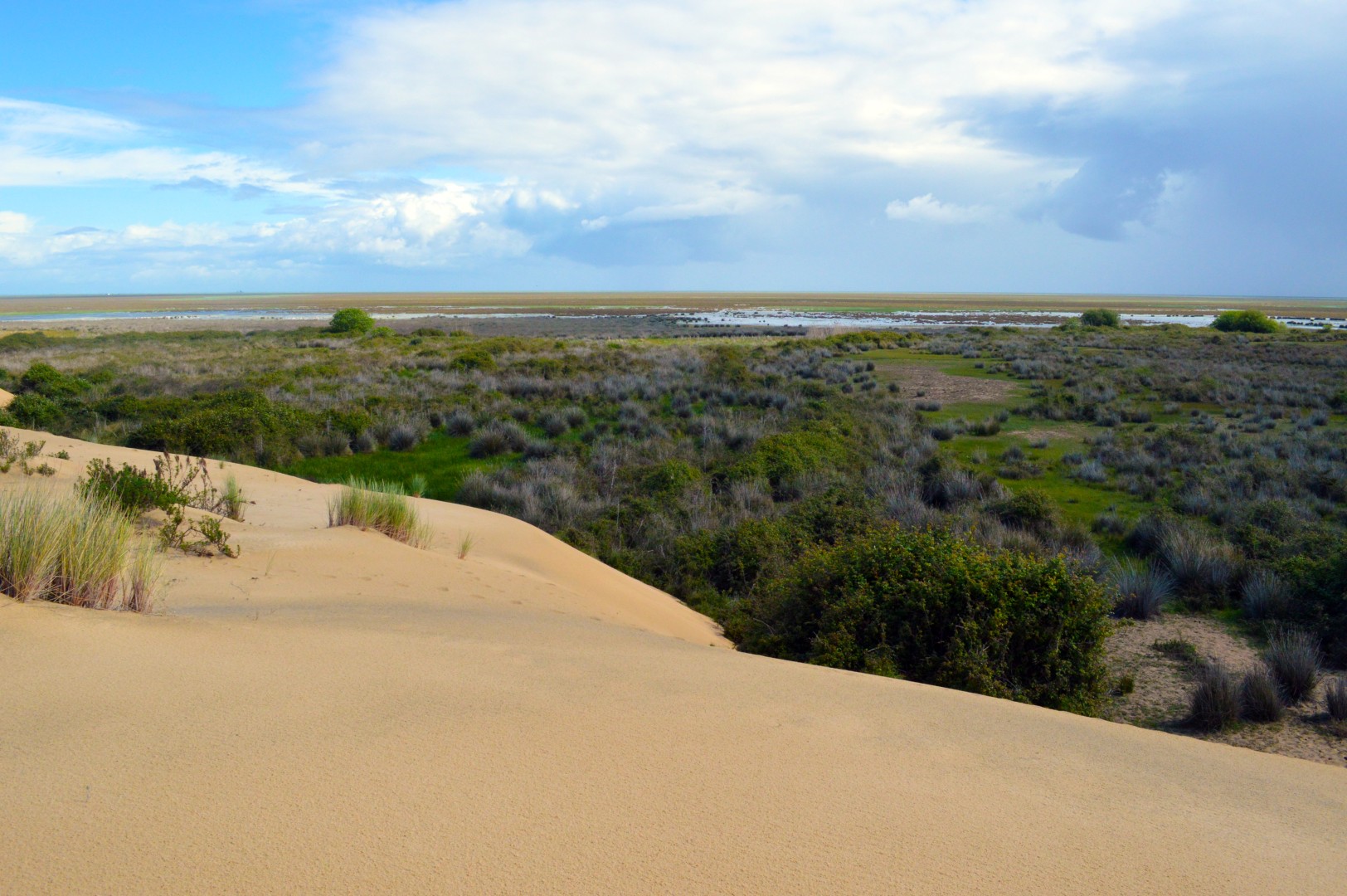 Marshes of Doñana National Park with dunes and coastal wetlands