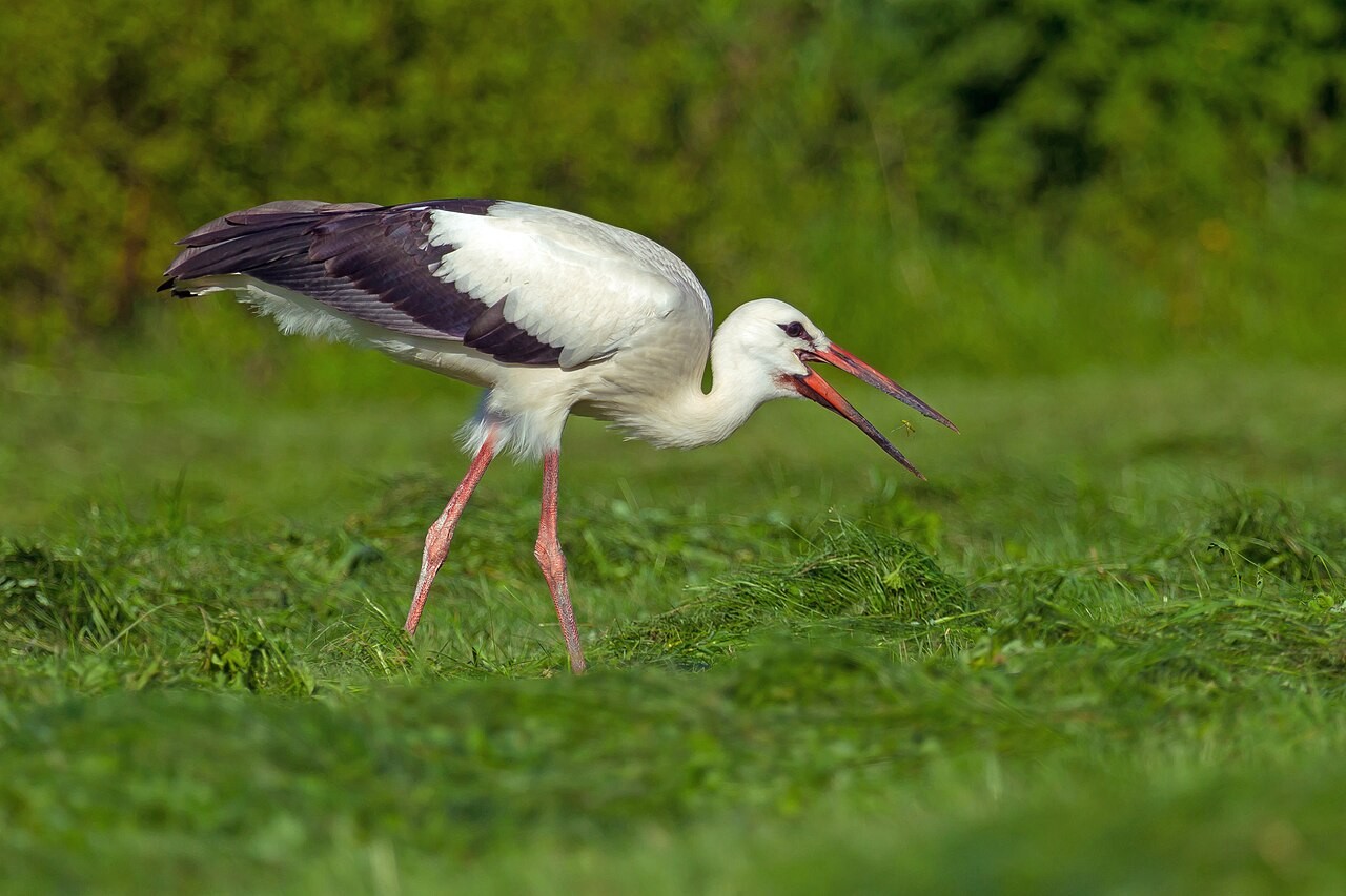 Cigogne blanche en vol