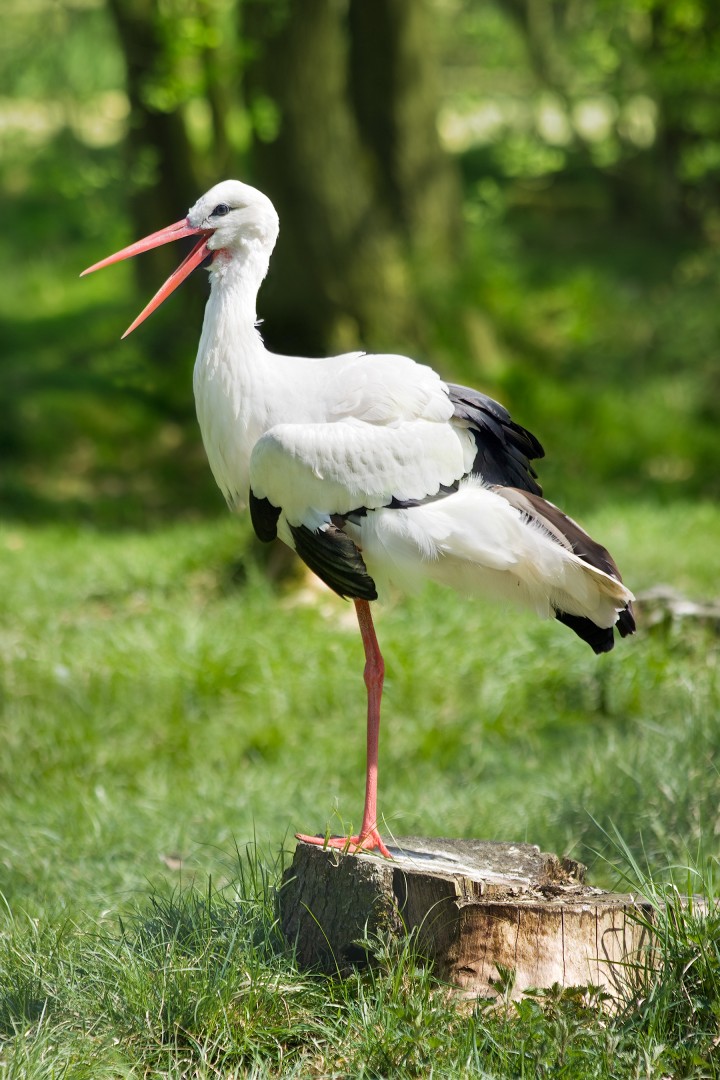 Weißstorch in Deutschland