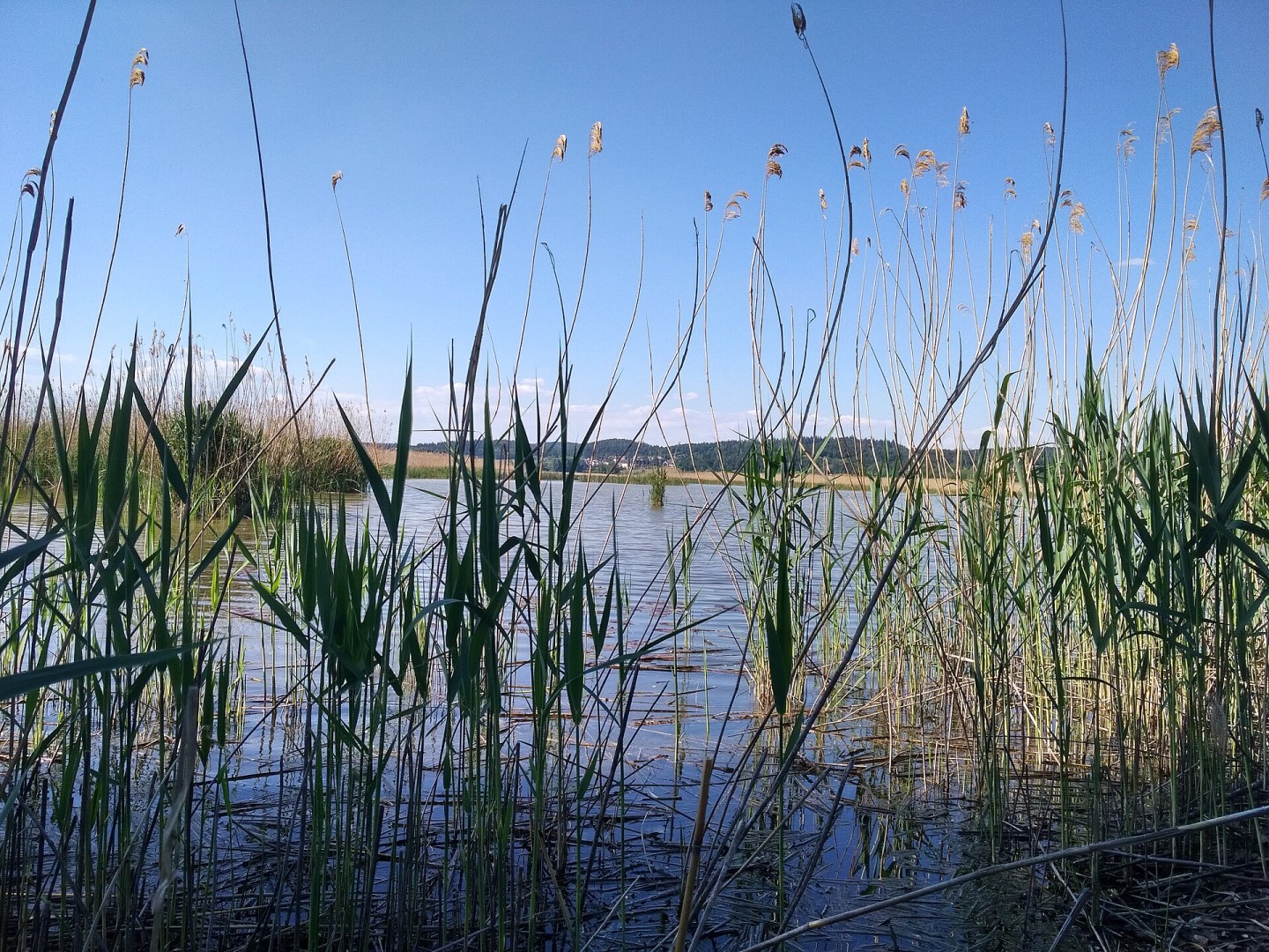 Roselières et prairies humides du Wollmatinger Ried au bord du lac de Constance