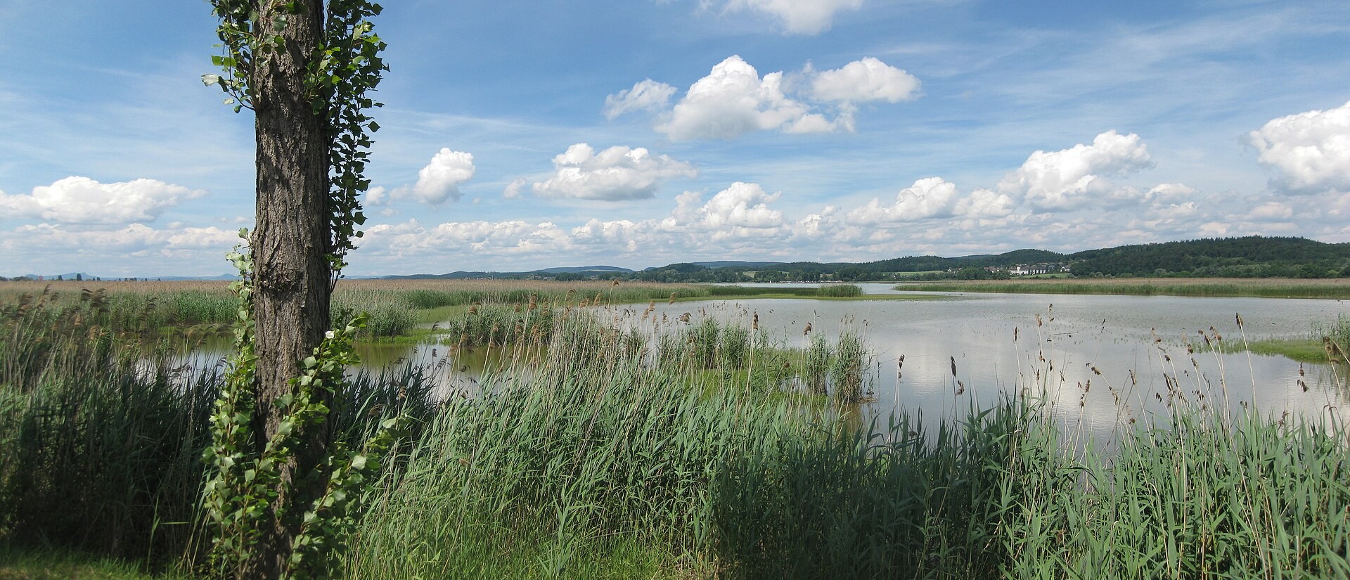 Roseaux, prairies humides et eaux peu profondes dans le Wollmatinger Ried au bord du lac de Constance