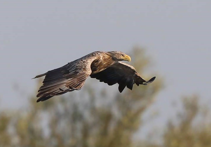 Zeearend vliegend boven de Biesbosch