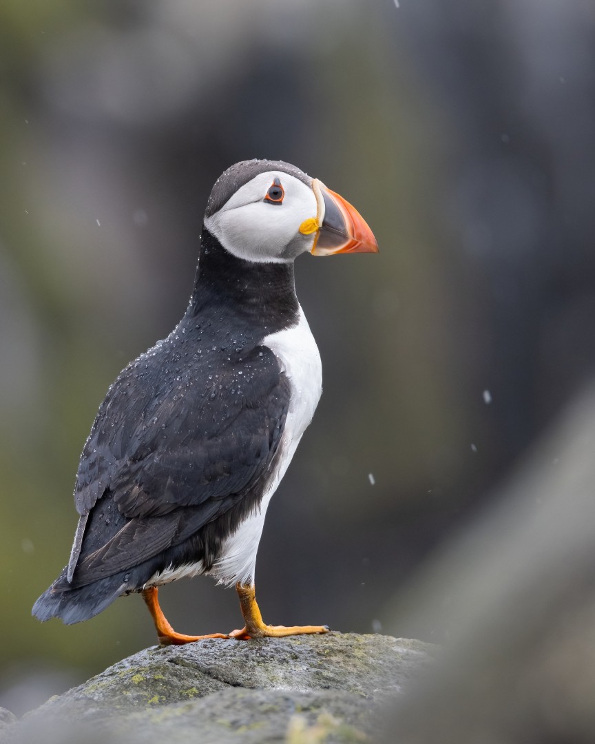 Atlantic puffin on the Isle of May in Scotland