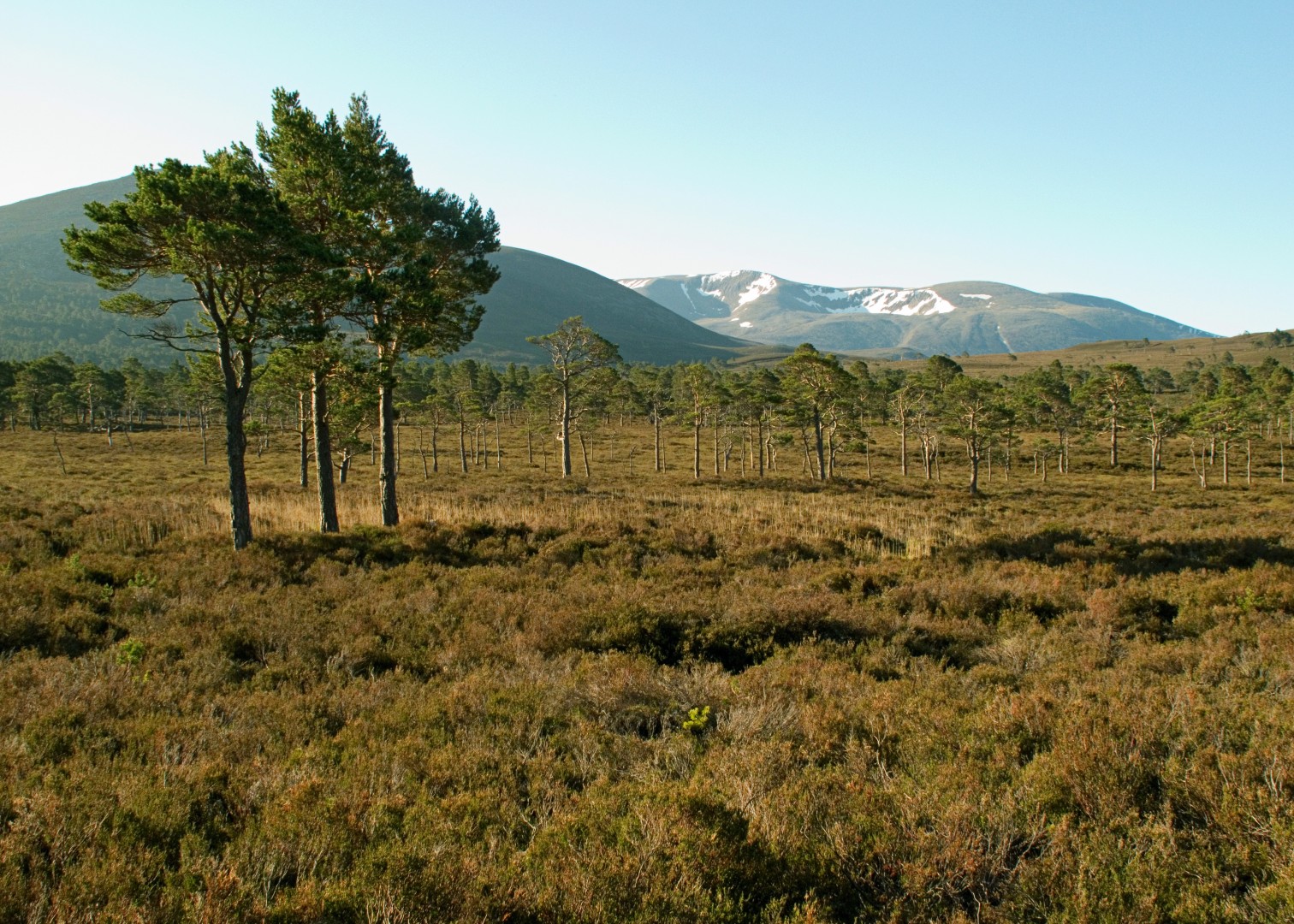 Forest and peatland landscape in the Cairngorms