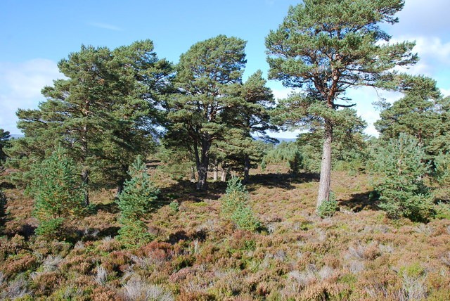 Ancient Caledonian pinewood in the Scottish Highlands