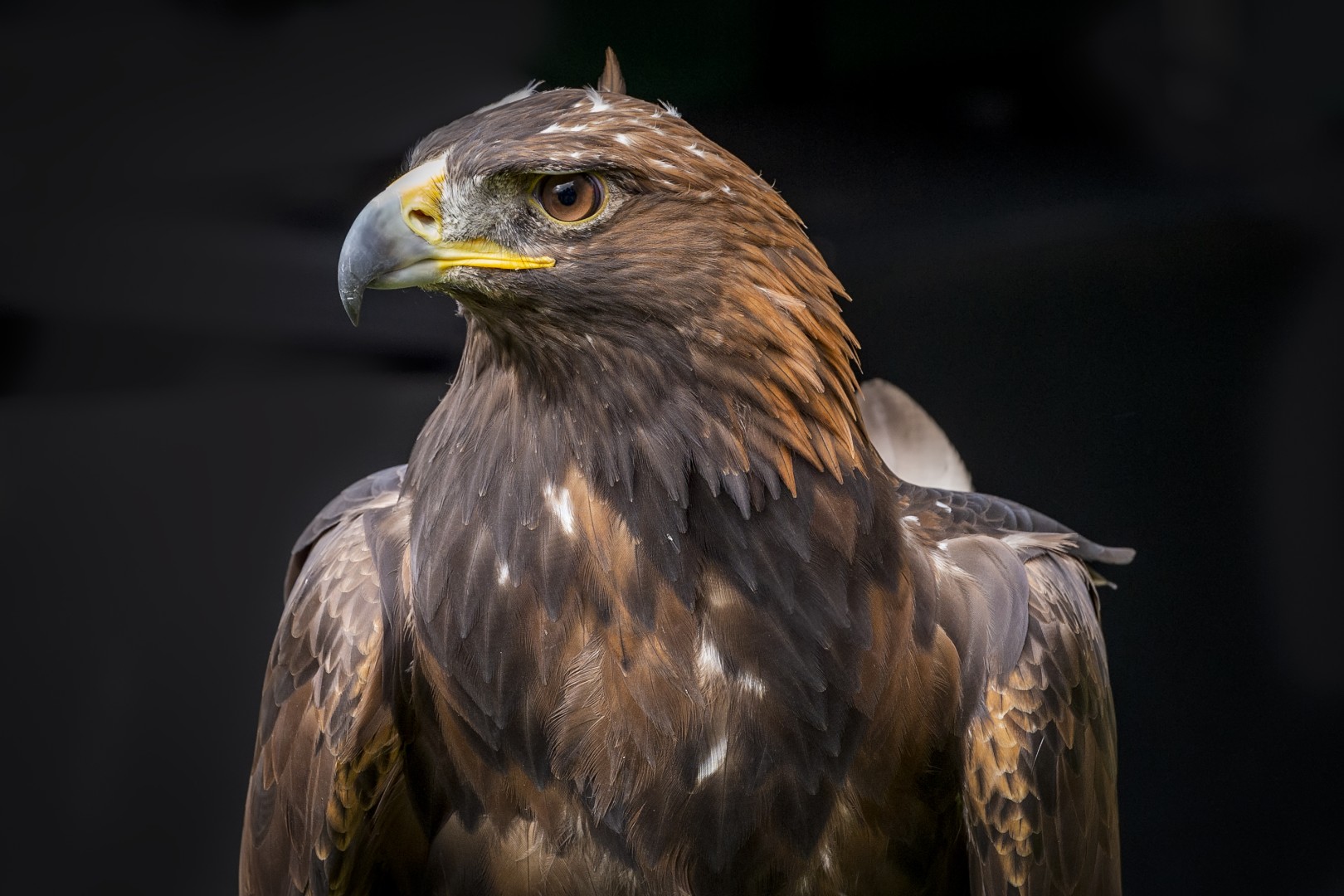 Golden eagle in Langholm, Scotland