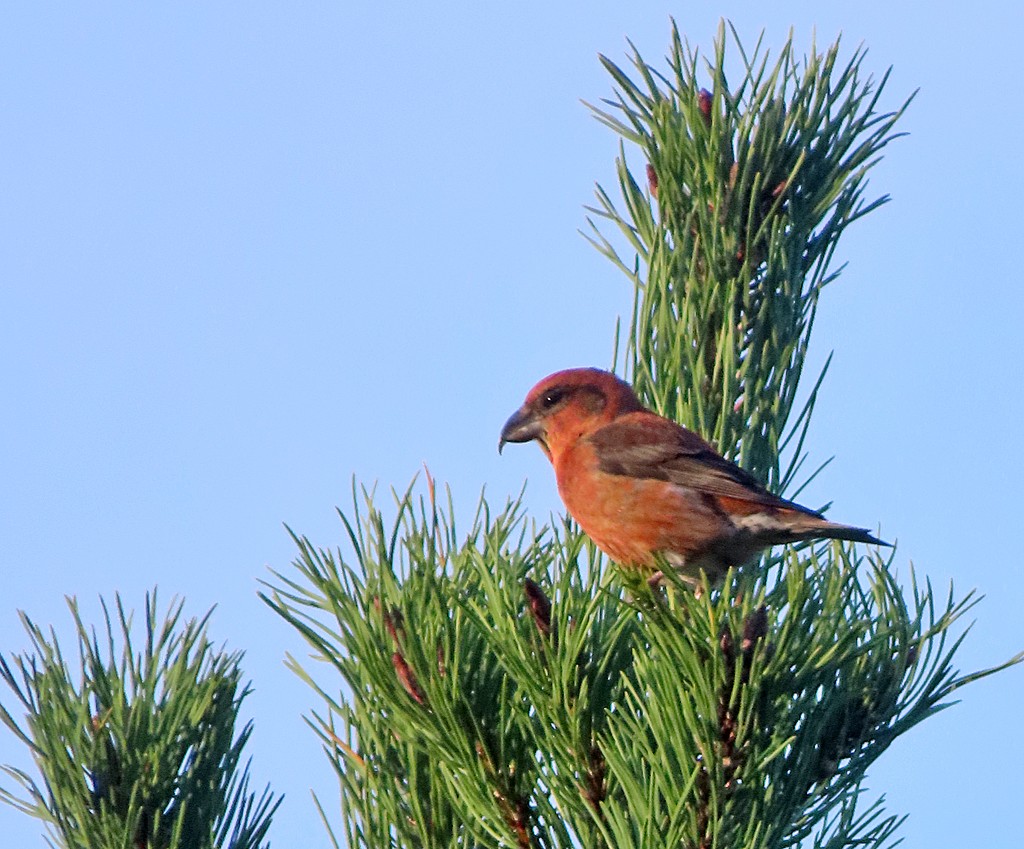 Scottish crossbill in a pinewood in the Cairngorms