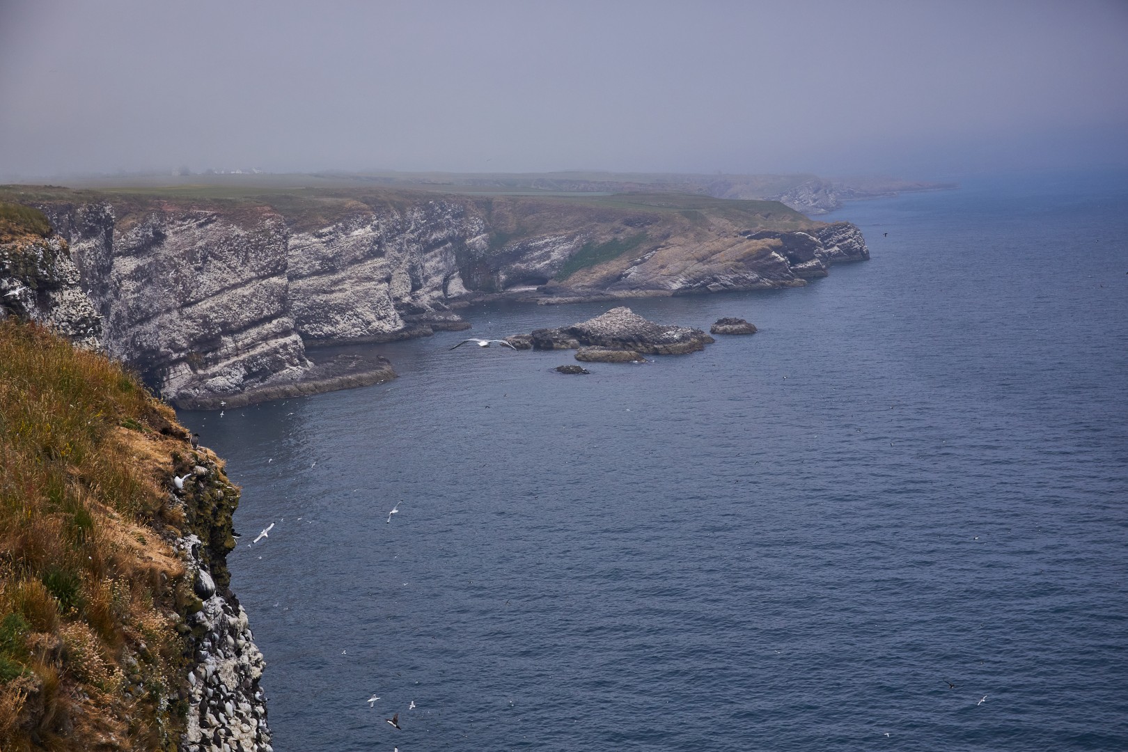 Sea cliffs at Fowlsheugh on the east coast of Scotland